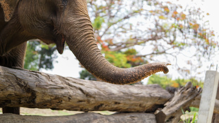 Obraz premium Group of adult elephants feeding sugar cane and bamboo in Elephant Care Sanctuary, Mae Tang, Chiang Mai province, Thailand.