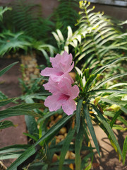 Pink wild petunia flowers