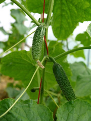 Growing cucumbers in a greenhouse. Young growing spiky cucumbers.
