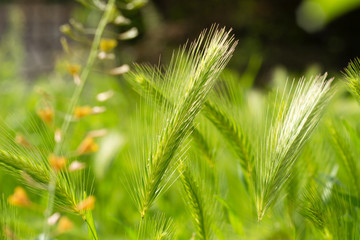 Spikes of green grass lit by sun. Selective focus photo. Summer or spring seasons beauty nature photo.