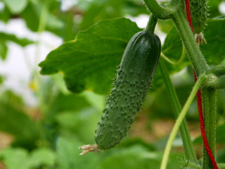 Growing cucumbers in a greenhouse. Young growing spiky cucumbers.