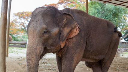 Fototapeta na wymiar Group of adult elephants feeding sugar cane and bamboo in Elephant Care Sanctuary, Mae Tang, Chiang Mai province, Thailand.
