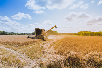 Fototapeta premium Yellow combine harvester working on the large oat field in summer. Agricultural landscape in golden sunlight