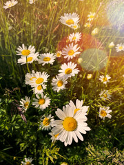 daisy fields in spring with a morning light