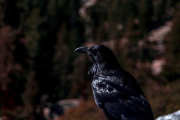 Raven from Yosemite National Park