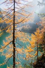 Larch tree on Lake Braies in South Tyrol, Italy