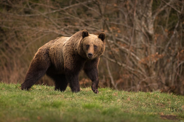 Large Carpathian Brown Bear walking in the wild forest.