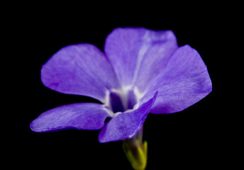 Obraz premium Periwinkle flower isolated on black background close-up.