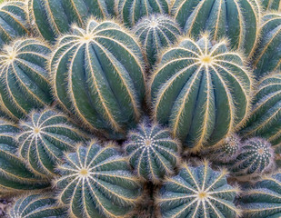 blue cactus closeup
