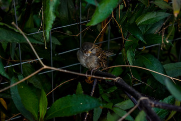 Fototapeta premium a bird in a bush