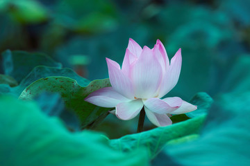 Beautiful purple  waterlily or lotus flower in pond.