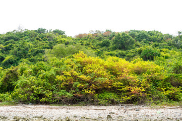 Obraz premium Landscape of tree on the mountain background