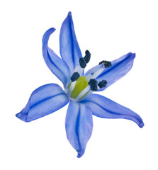 Blue flowers of snowdrops isolated on a white background close-up. Spring flowers.