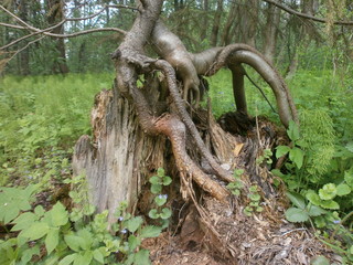 A unicue tree that straddles an old stump with its roots
