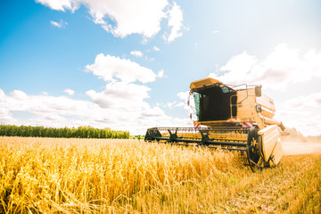 Yellow combine harvester working on the large oat field in summer. Agricultural landscape in golden...