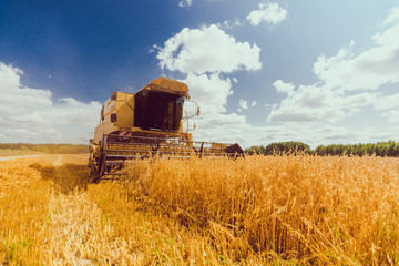 Fototapeta na wymiar Yellow combine harvester working on the large oat field in summer. Agricultural landscape in golden sunlight. Harvest season