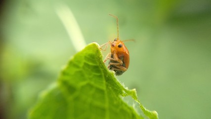 Insects on green leaf, insects with green leaf, nice and small stunning insects on the green natural leaf