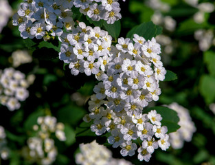 Spiraea Betulifolia. Magnificent flowering shrub. White delicate color.