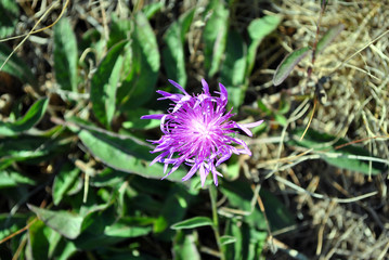 Centaurea jacea (brown knapweed or brownray knapweed) flower, grass background, top view