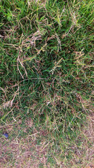 green grass in the garden