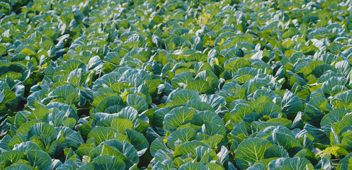 Photo of land of cabbage plantation on spring day,  bio nutrition.