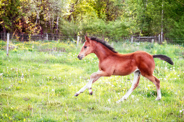Landscape with beautiful running foal