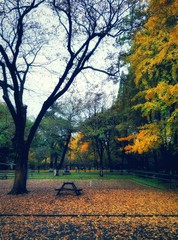 Plakat Trees Growing Against Sky At Park During Autumn