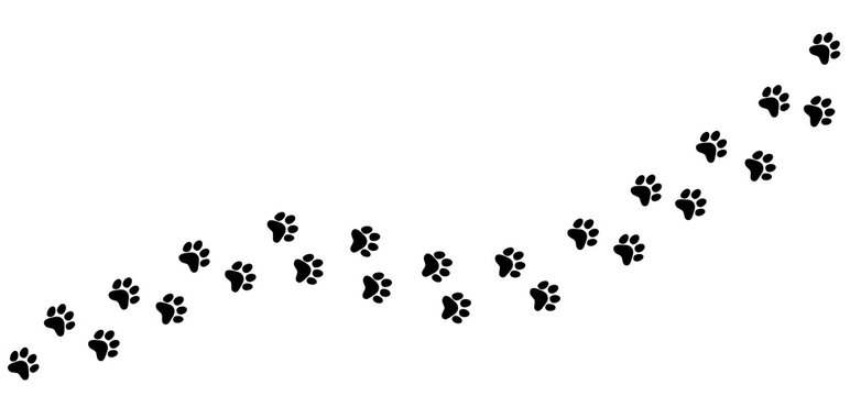 Pet foot trail background.Vector illustration of foot trail silhouette print of dog.