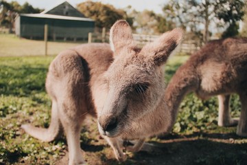 Fototapeta premium Closeup detail of a baby kangaroo