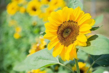 Colorful sunflower in the garden - beautiful nature flower concept