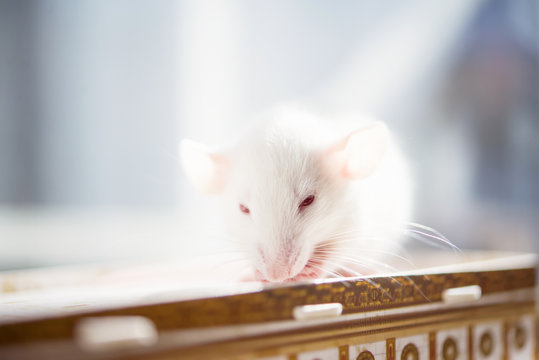 small white rat with red eyes. close up soft photo