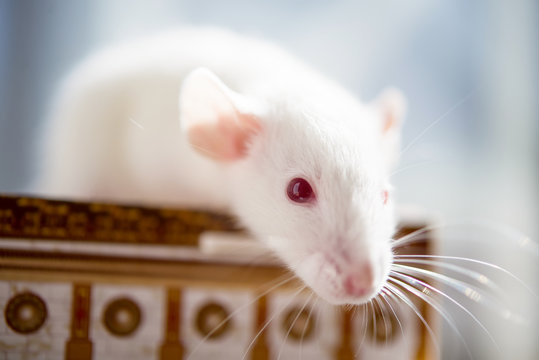 white rat with red eyes. close up soft photo