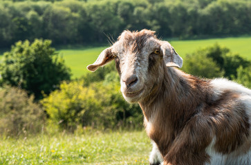 Fototapeta premium A fun happy grinning goat with large floppy ears and bright eyes looking directly at the camera. Countryside setting in the background.