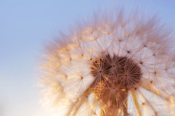 Dandelion against the sky during sunset. Copispace. Detailed macro photo.