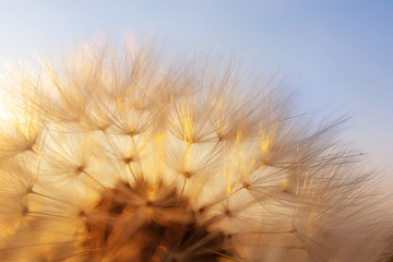 Dandelion against the sky during sunset. Copispace. Detailed macro photo.