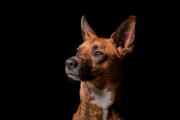 Brown dog in studio with black background
