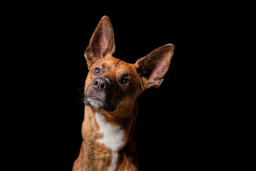 Brown dog in studio with black background