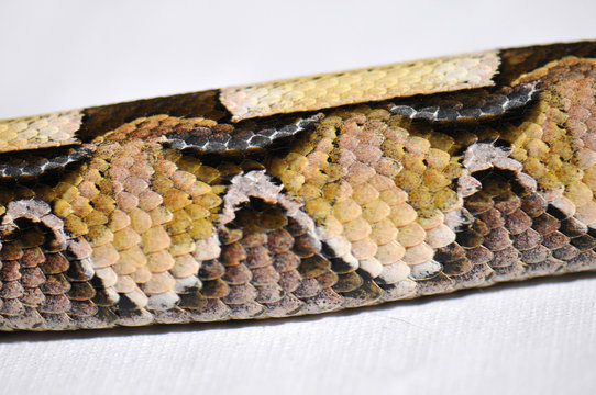 Bitis gabonica, Vip&egrave;re du Gabon