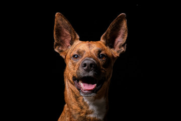 Brown dog in studio with black background