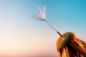 One dandelion seed on a flower against the sky at sunset. The concept of loneliness, single,...