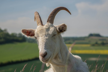 A happy goat winking and smiling at the camera.  Long horns and white haired goat with the English countryside in the background.