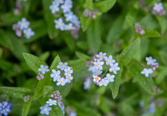A full frame of delicate blue forget-me-nots as a backdrop.