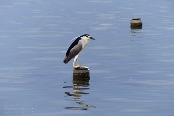 Water bird