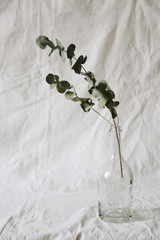 A branch of eucalyptus in a transparent glass container on a rag white background