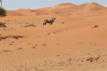 Fototapeta na wymiar Einsame Oryxantilope in den Sanddünen von Sossusvlei (Namibia)