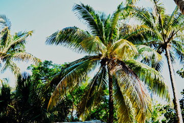 Obraz premium rays of the sun through the green branches of tall palm trees