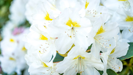 Różanecznik katawbijski Catawbiense Album Rhododendron - obrazy, fototapety, plakaty