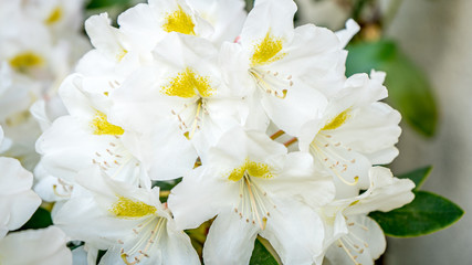 Różanecznik katawbijski Catawbiense Album Rhododendron - obrazy, fototapety, plakaty