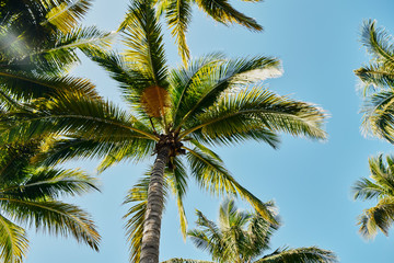 Obraz na płótnie Canvas rays of the sun through the green branches of tall palm trees