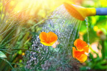 Watering orange flowers in a flower bed from a watering can. The concept of gardening and plant care. Close up and sunlight